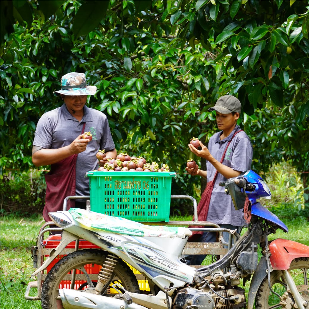 Orchard harvest team